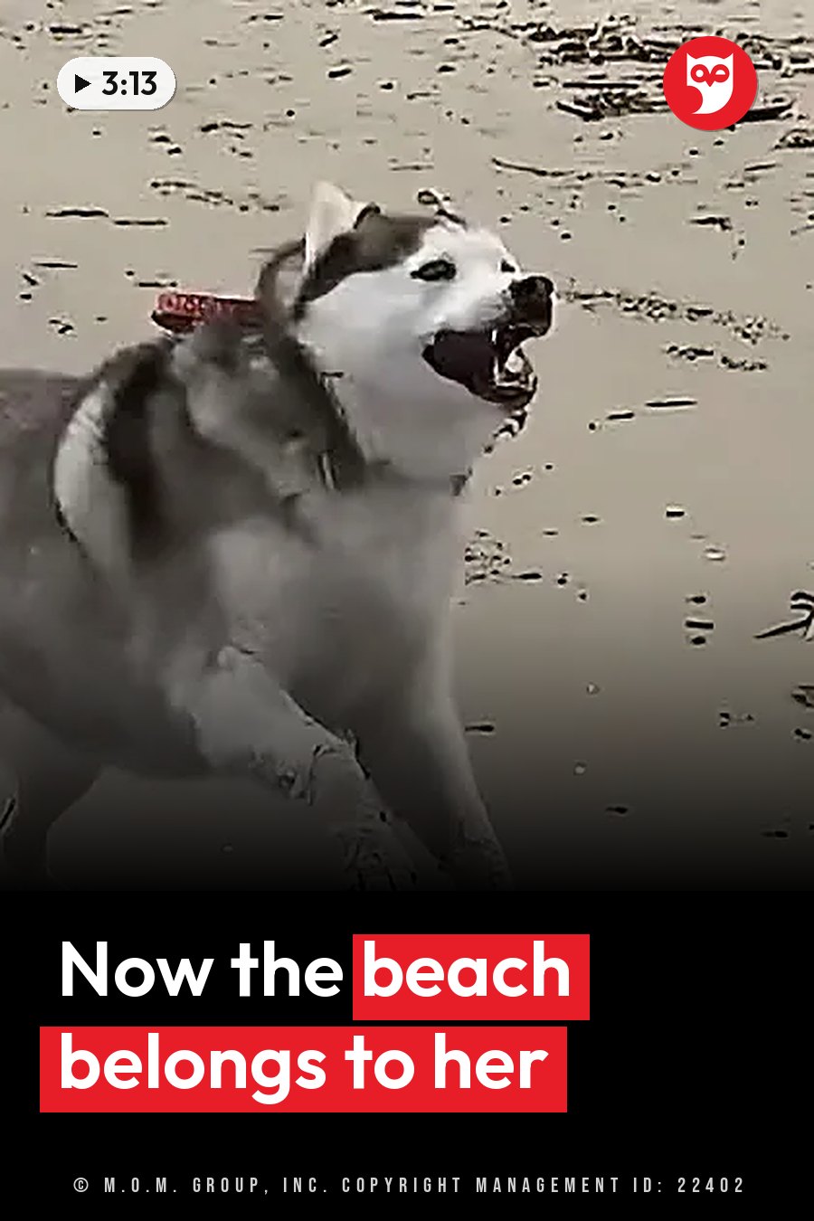 A husky runs across a sandy beach with her mouth open. A headline runs in white letters across the lower third.