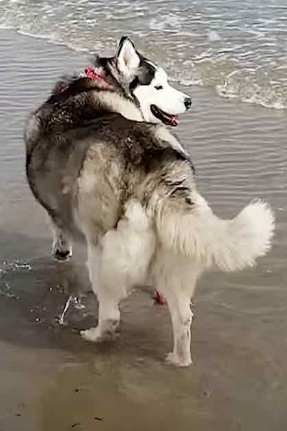 A Siberian Husky with a thick double coat of white, gray, and black fur on a beach at dusk.