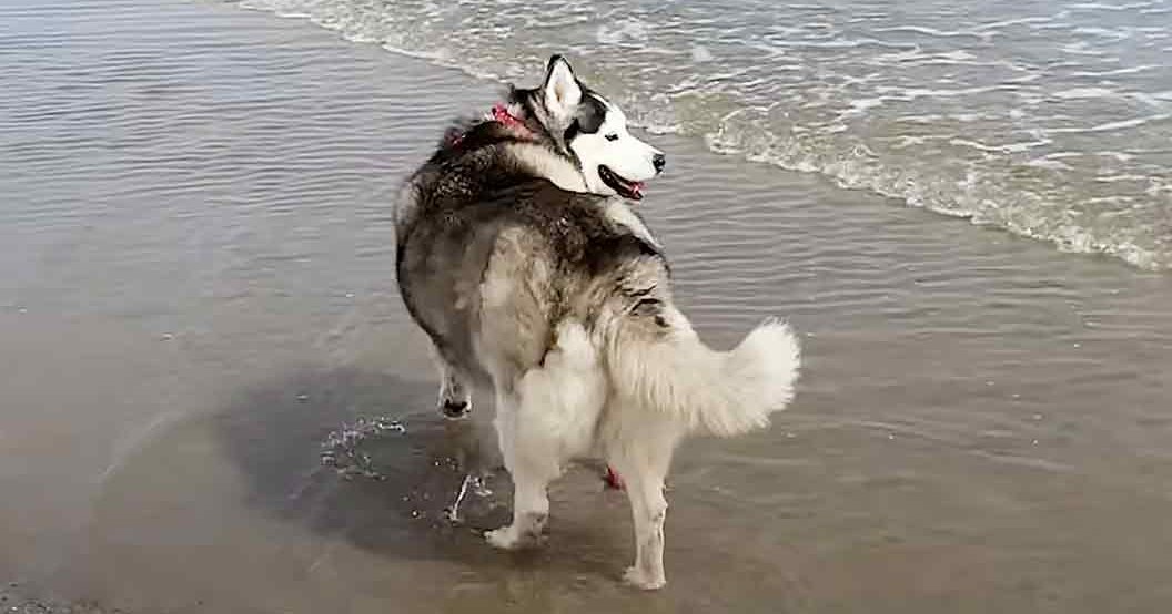 A Siberian Husky with a thick double coat of white, gray, and black fur on a beach at dusk.