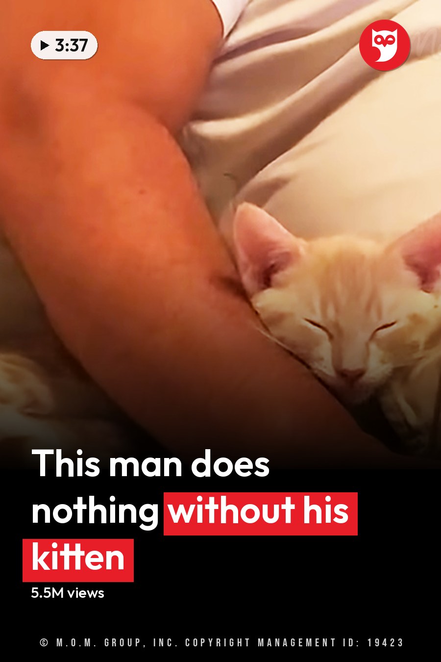Adult male wearing a light blue polo shirt and sunglasses holding an orange tabby kitten in various indoor settings, possibly inside a car during the daytime with green vegetation visible outside. The headline runs in white letters across the lower third.