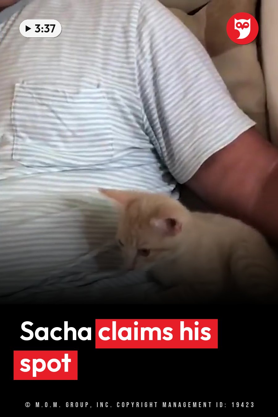 A small orange kitten sits on a couch beside a person wearing striped pajamas. A headline runs in white letters across the lower third.