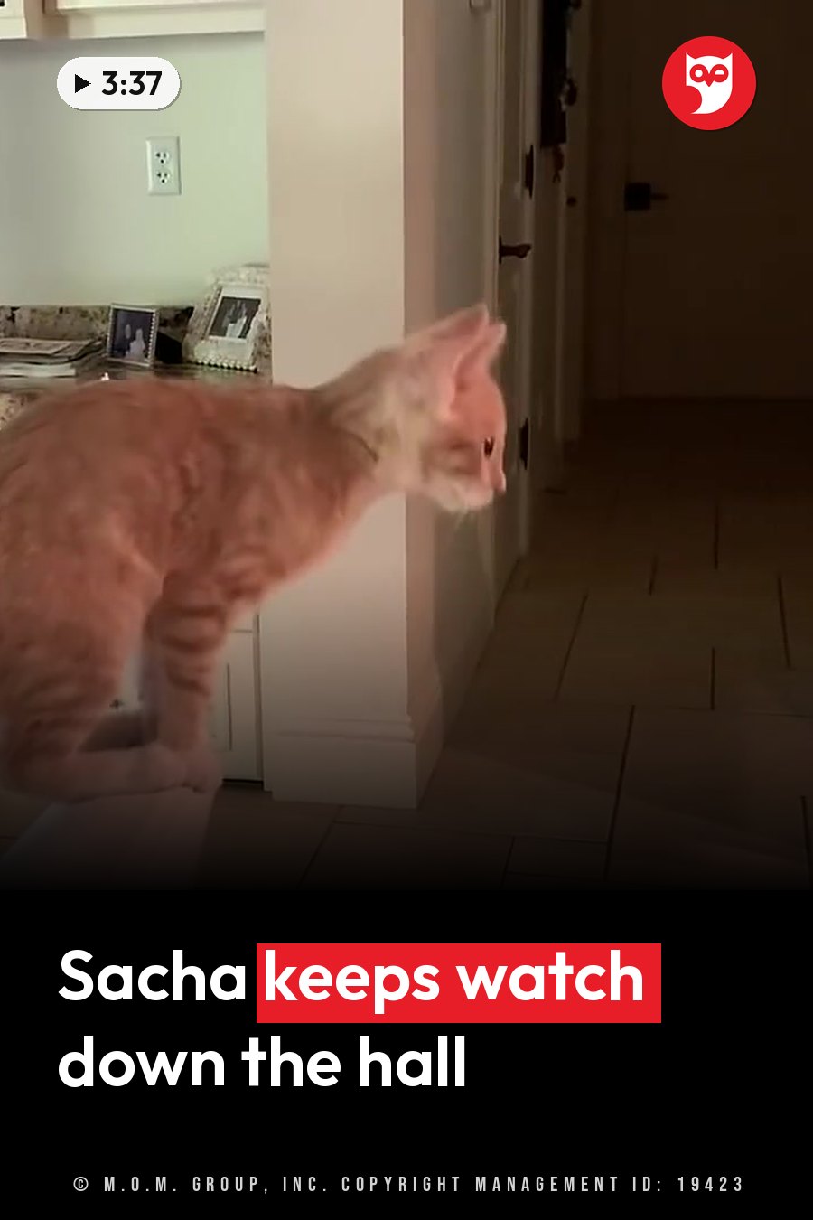 An orange kitten stands on a surface and looks toward a hallway with a tiled floor and white walls. A headline runs in white letters across the lower third.