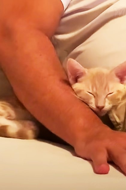 Adult male wearing a light blue polo shirt and sunglasses holding an orange tabby kitten in various indoor settings, possibly inside a car during the daytime with green vegetation visible outside.