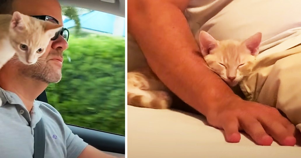 Adult male wearing a light blue polo shirt and sunglasses holding an orange tabby kitten in various indoor settings, possibly inside a car during the daytime with green vegetation visible outside.