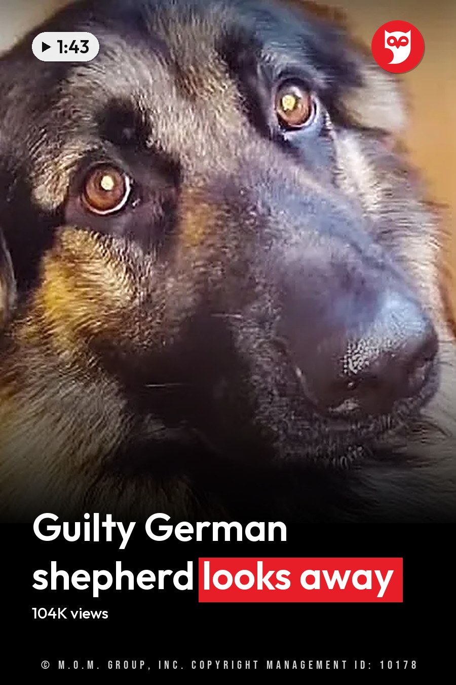 An adult German Shepherd with a black, tan, and white coat stands in an indoor kitchen setting with light-colored wooden cabinets and natural daylight. The headline runs in white letters across the lower third.