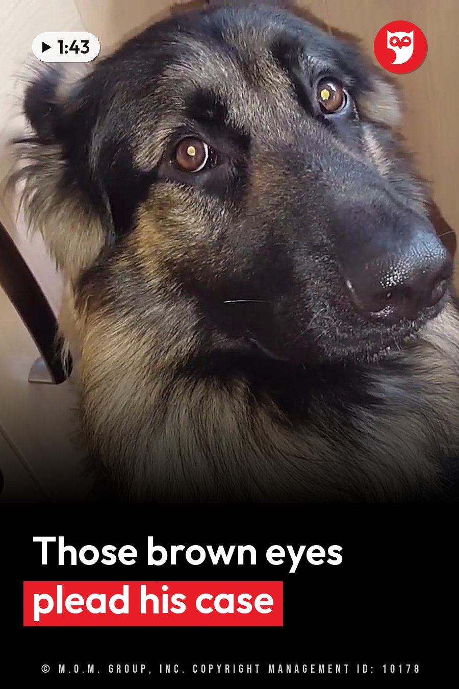 Shadow, a German shepherd with dark fur and brown eyes, looks toward the camera. A headline runs in white letters across the lower third.