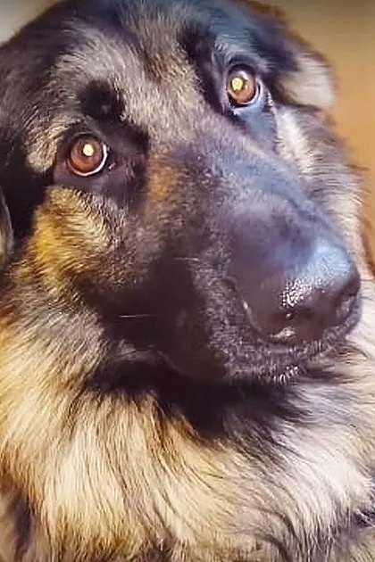 An adult German Shepherd with a black, tan, and white coat stands in an indoor kitchen setting with light-colored wooden cabinets and natural daylight.