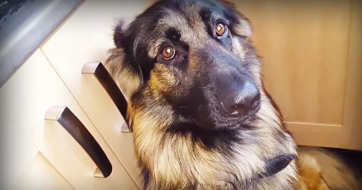 An adult German Shepherd with a black, tan, and white coat stands in an indoor kitchen setting with light-colored wooden cabinets and natural daylight.
