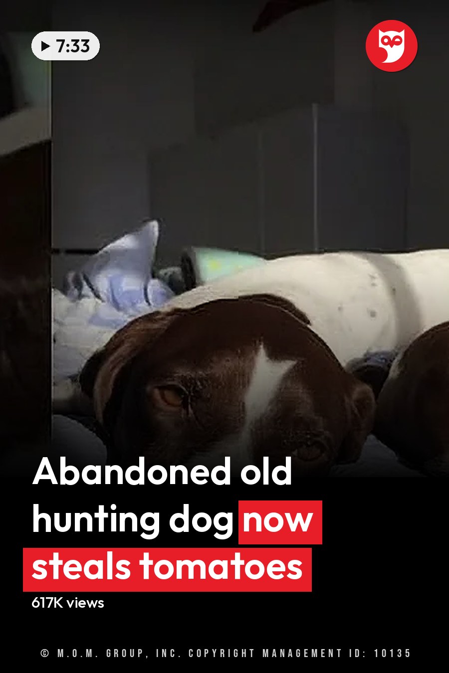 Two adult dogs with brown and white fur rest together on a bed in an indoor bedroom setting; blue patterned pillowcase and pink floral blanket add color to the scene. The headline runs in white letters across the lower third.
