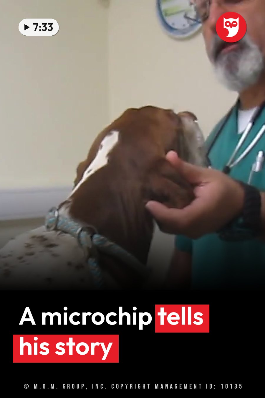 A person with a stethoscope gently holds the head of a brown and white dog indoors. A headline runs in white letters across the lower third.