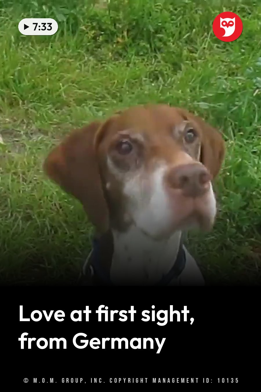 A brown and white dog with floppy ears sits on grass and looks up. A headline runs in white letters across the lower third.