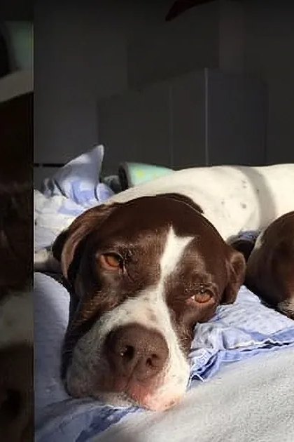 Two adult dogs with brown and white fur rest together on a bed in an indoor bedroom setting; blue patterned pillowcase and pink floral blanket add color to the scene.