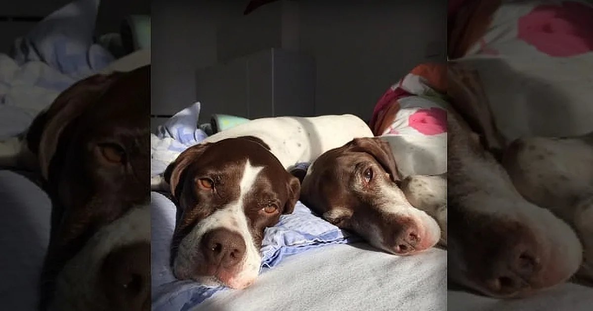 Two adult dogs with brown and white fur rest together on a bed in an indoor bedroom setting; blue patterned pillowcase and pink floral blanket add color to the scene.