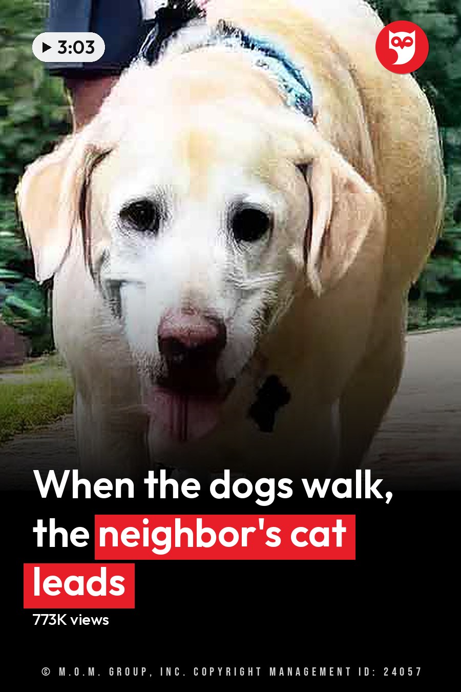 An adult Labrador Retriever with light brown fur and white markings walking alongside an adult tabby cat in a lush green park on a paved pathway during the daytime. The headline runs in white letters across the lower third.