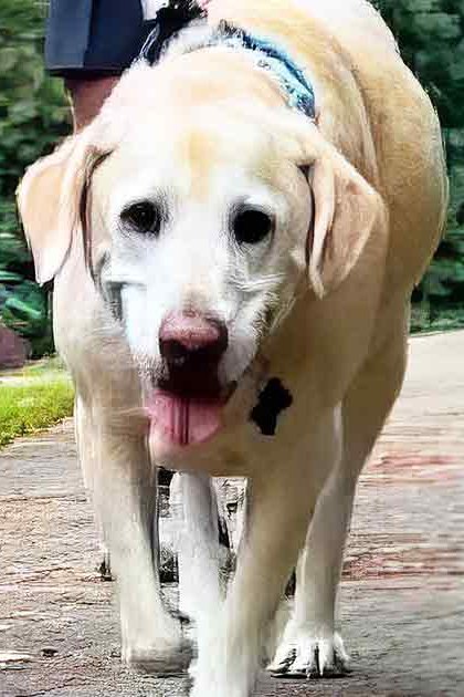 An adult Labrador Retriever with light brown fur and white markings walking alongside an adult tabby cat in a lush green park on a paved pathway during the daytime.