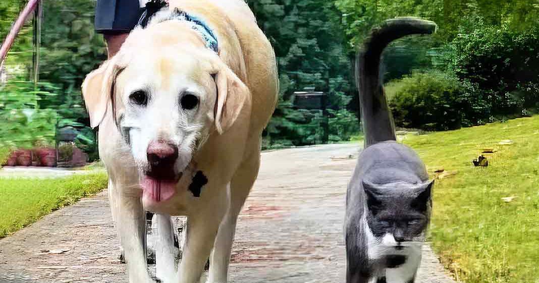 An adult Labrador Retriever with light brown fur and white markings walking alongside an adult tabby cat in a lush green park on a paved pathway during the daytime.
