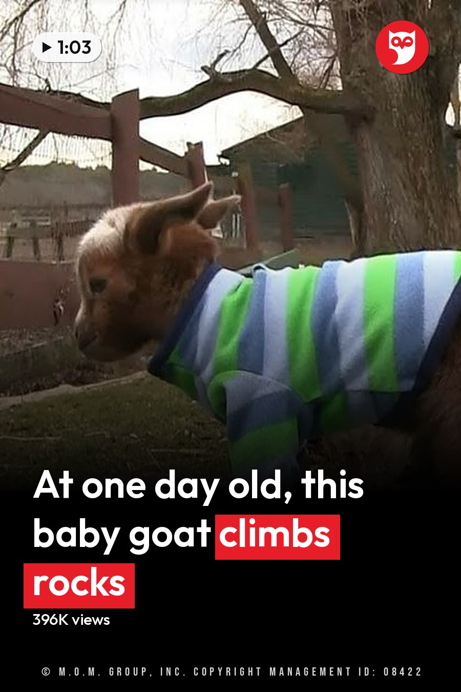 A young goat named Violet, wearing a striped green, blue, and white sweater in an outdoor farm setting with bare trees indicating late autumn or early spring. The headline runs in white letters across the lower third.