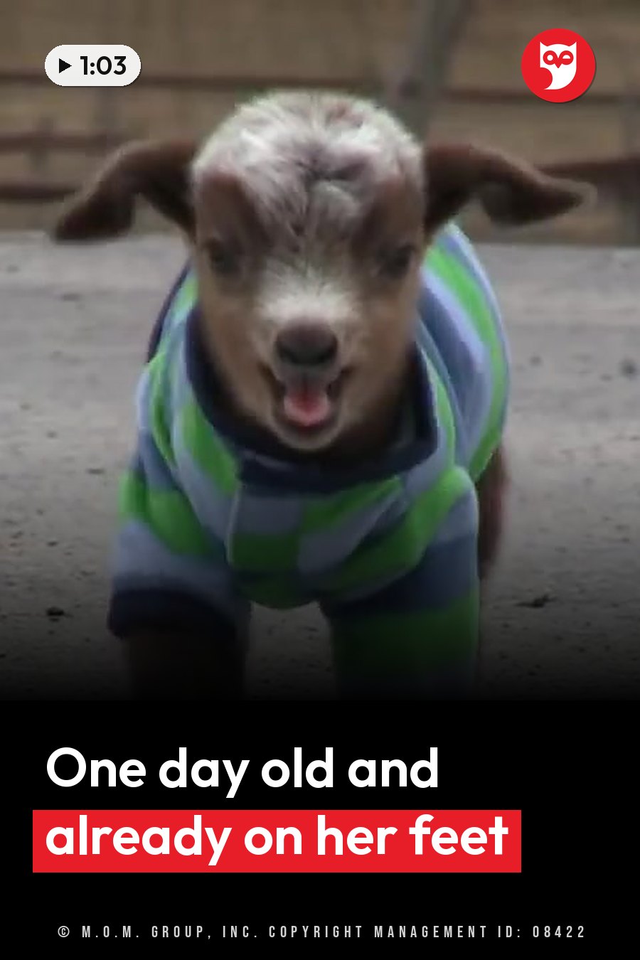 Violet, a young goat in a striped sweater, stands facing forward with her mouth slightly open. A headline runs in white letters across the lower third.