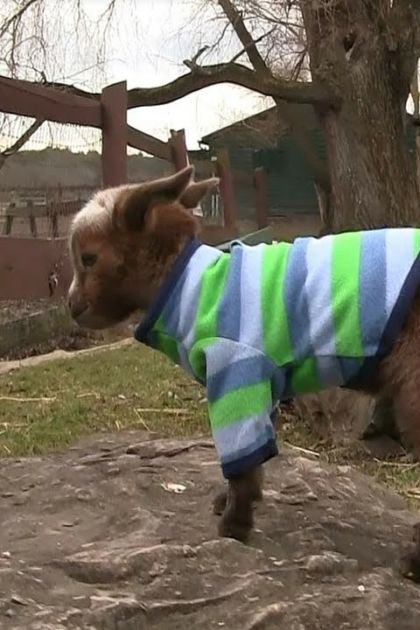 A young goat named Violet, wearing a striped green, blue, and white sweater in an outdoor farm setting with bare trees indicating late autumn or early spring.