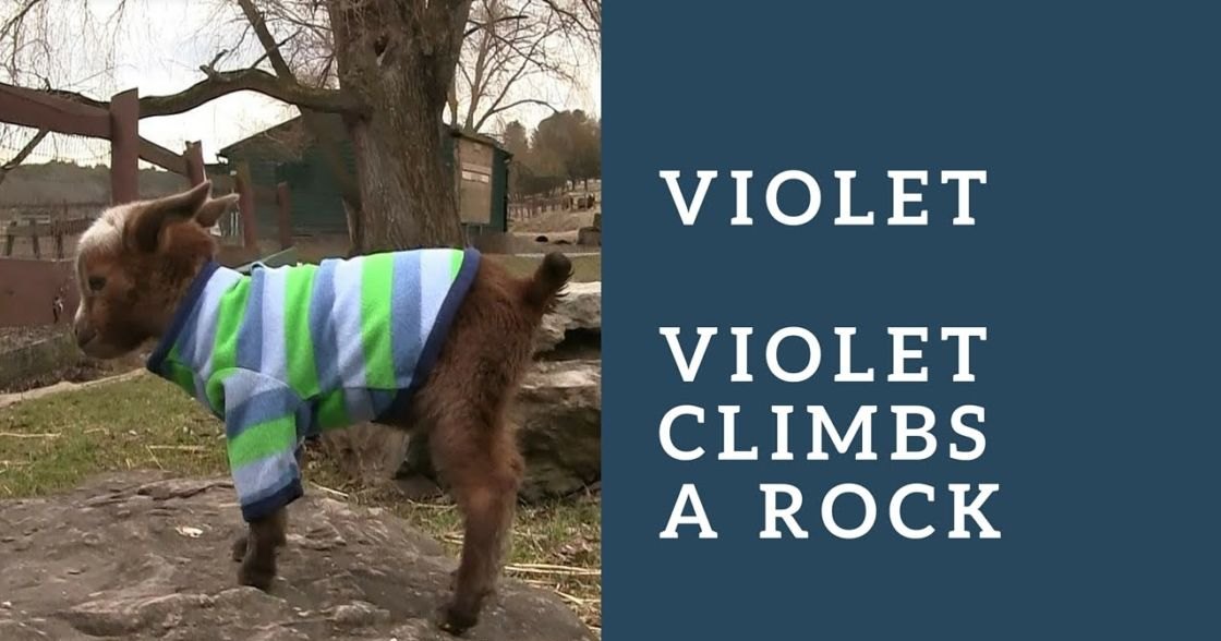 A young goat named Violet, wearing a striped green, blue, and white sweater in an outdoor farm setting with bare trees indicating late autumn or early spring.
