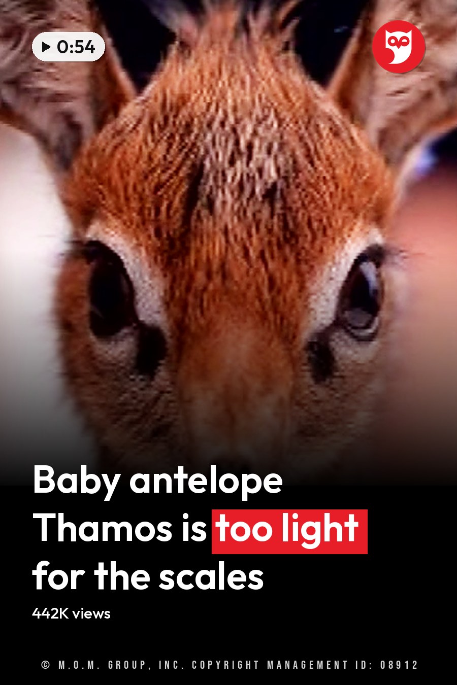 A close-up of a juvenile antelope with reddish-brown fur and large expressive eyes, standing indoors in neutral tones. The headline runs in white letters across the lower third.