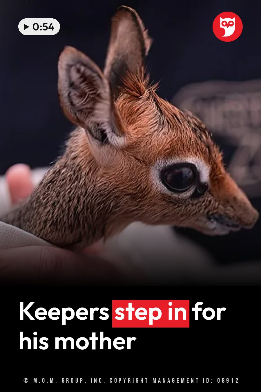 A small deer-like animal with large ears and dark eyes is held gently in a person's hands. A headline runs in white letters across the lower third.