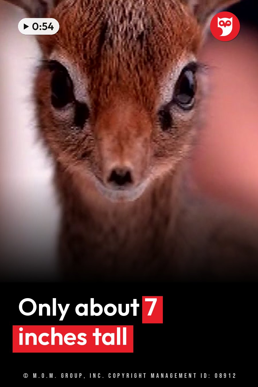 A small brown animal with large dark eyes looks straight at the camera. A headline runs in white letters across the lower third.