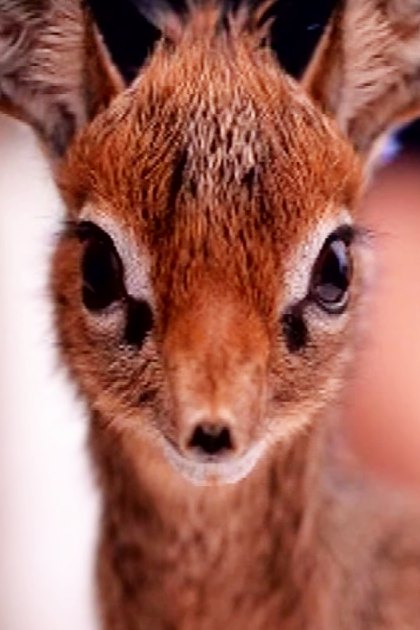 A close-up of a juvenile antelope with reddish-brown fur and large expressive eyes, standing indoors in neutral tones.