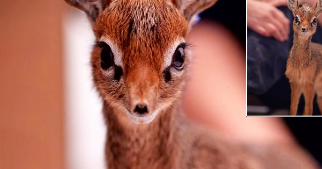 A close-up of a juvenile antelope with reddish-brown fur and large expressive eyes, standing indoors in neutral tones.