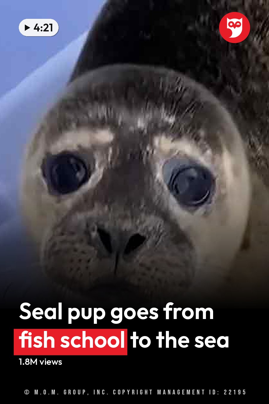 A seal with light brown fur and darker markings around the eyes and nose, held in a clear plastic container outdoors on a sunny day. The headline runs in white letters across the lower third.