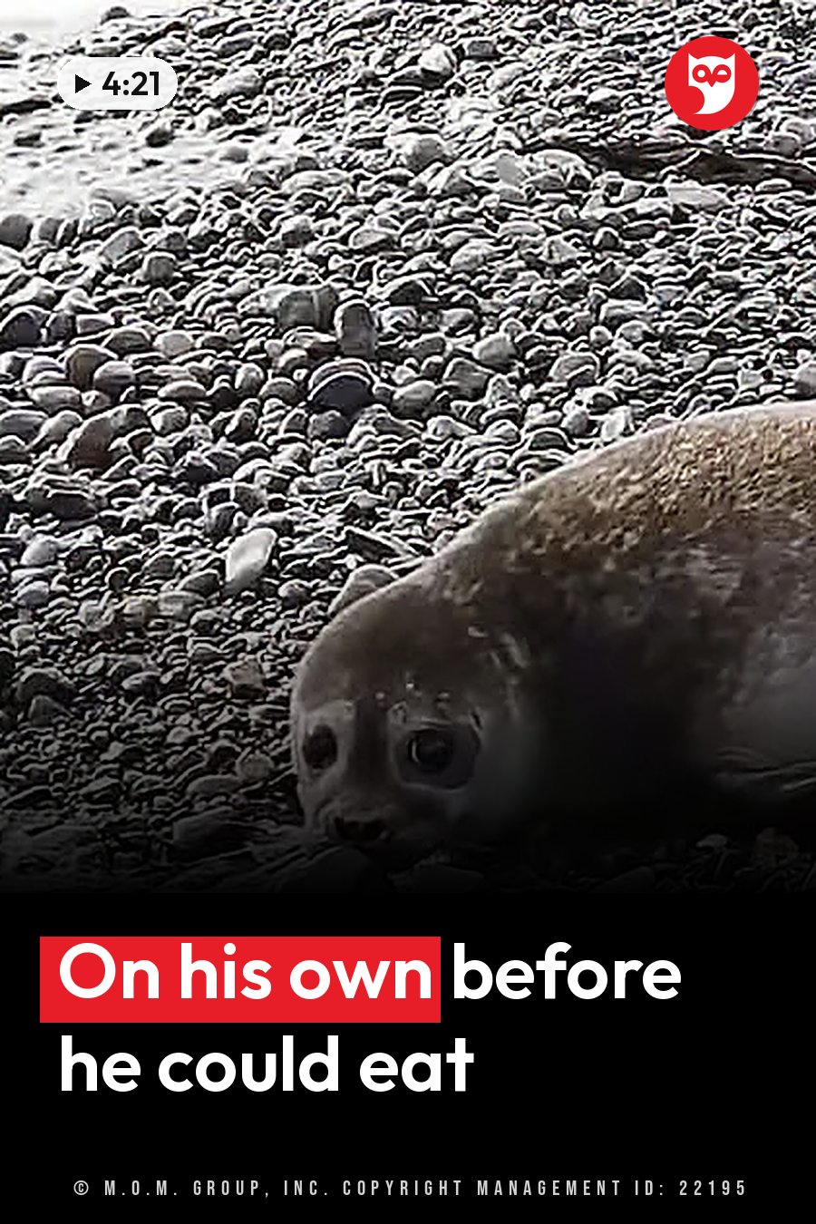 A seal pup lies on a pebble beach with its head turned toward the camera. A headline runs in white letters across the lower third.
