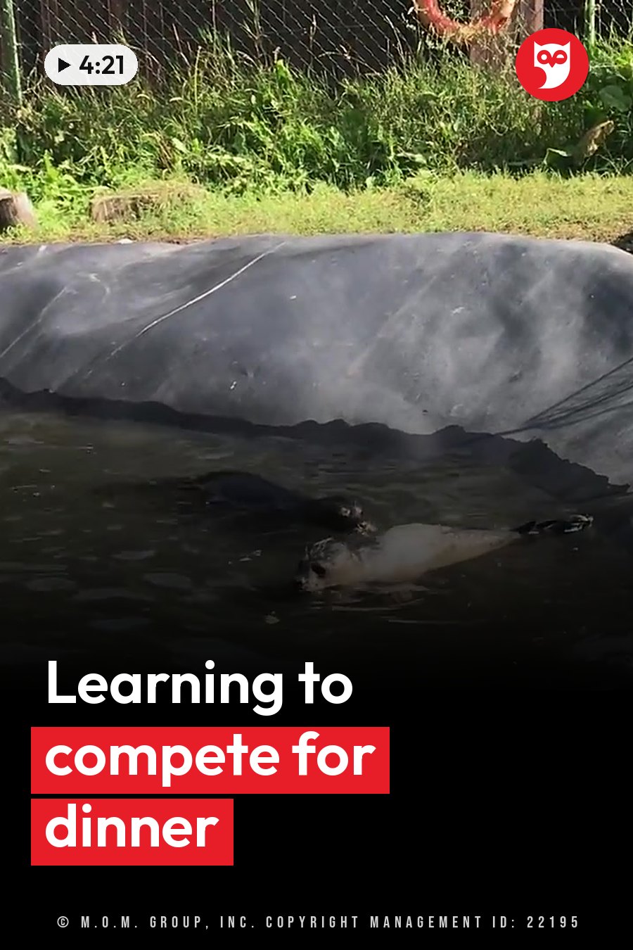 Two seals swim in a pool beside the edge of a black tarp, with green grass and a fence behind. A headline runs in white letters across the lower third.