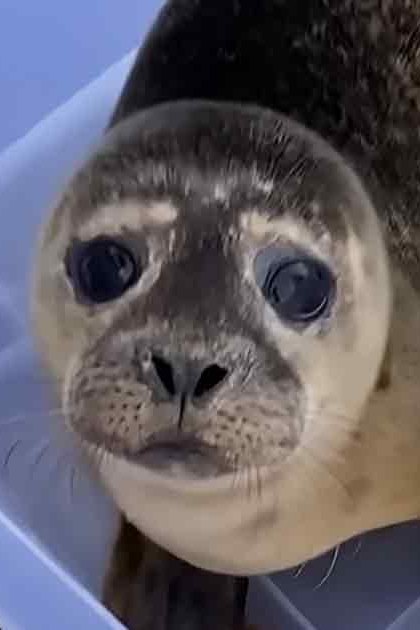 A seal with light brown fur and darker markings around the eyes and nose, held in a clear plastic container outdoors on a sunny day.