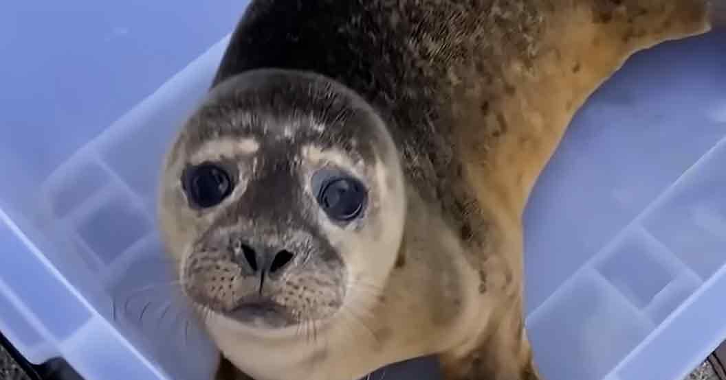 A seal with light brown fur and darker markings around the eyes and nose, held in a clear plastic container outdoors on a sunny day.