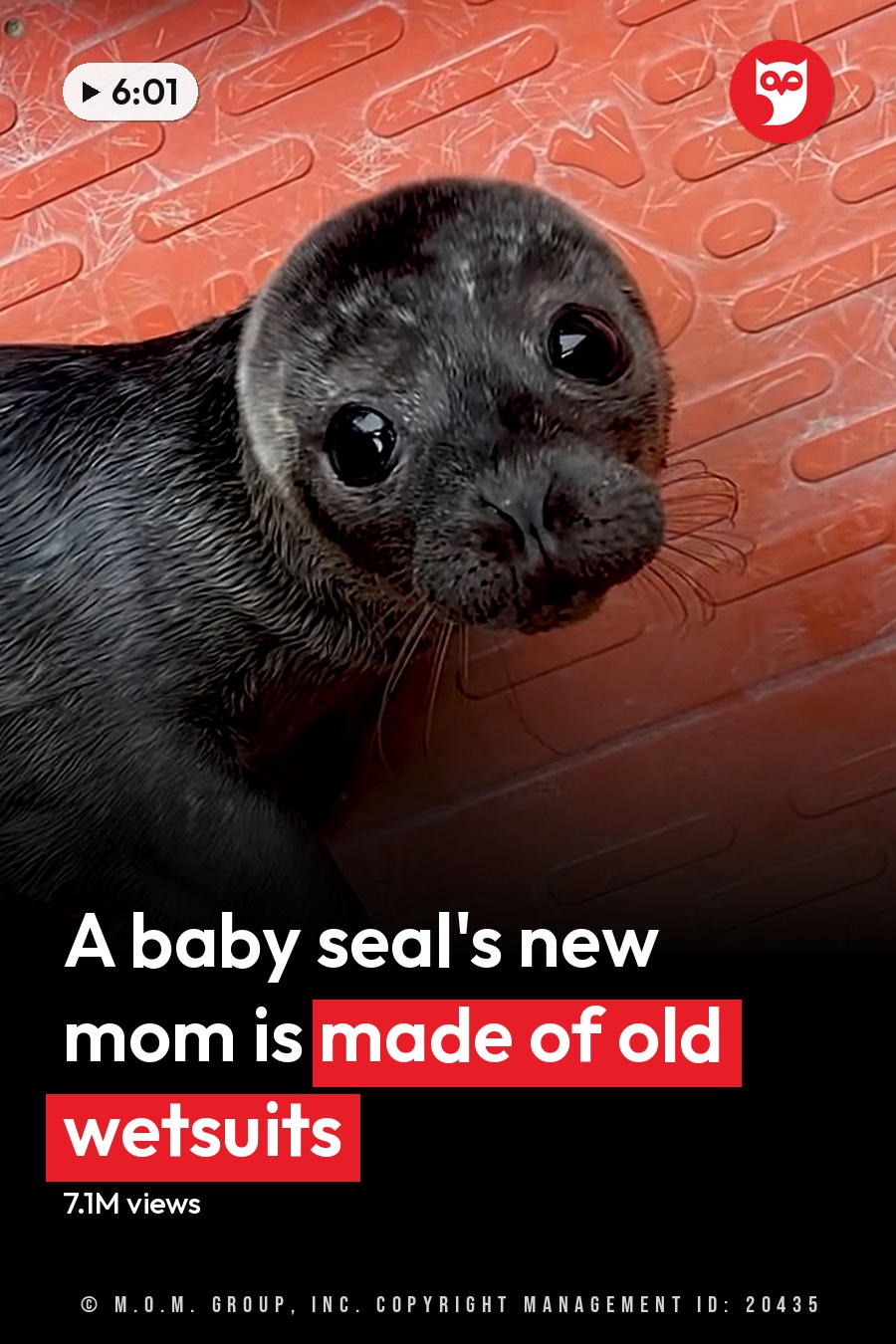 A baby seal with dark fur and small whiskers resting on an orange surface in a facility, possibly for animal care or rehabilitation. The headline runs in white letters across the lower third.