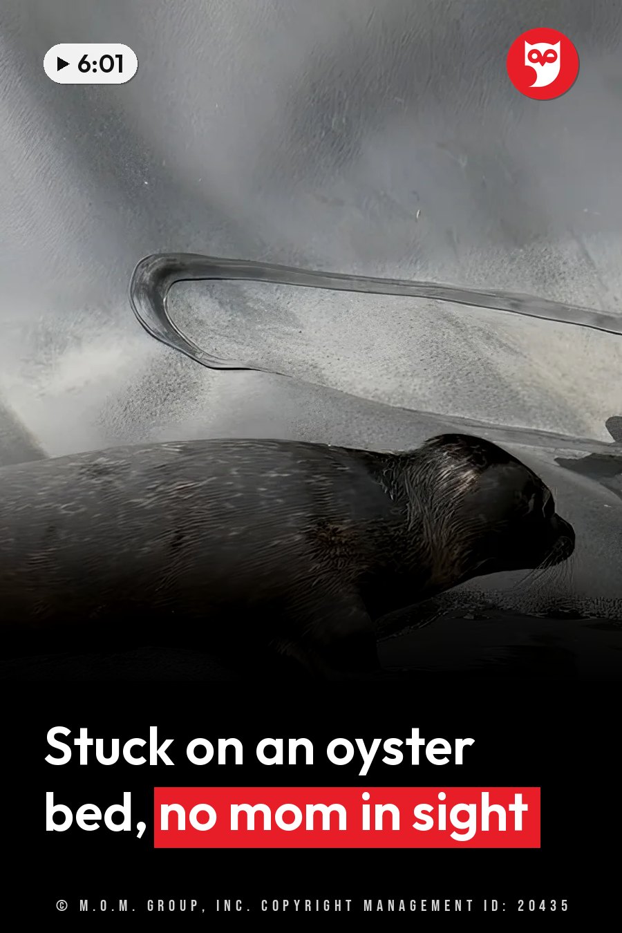 A seal lies on a pale, wet surface beside a curved metal bar, partly in the water. A headline runs in white letters across the lower third.