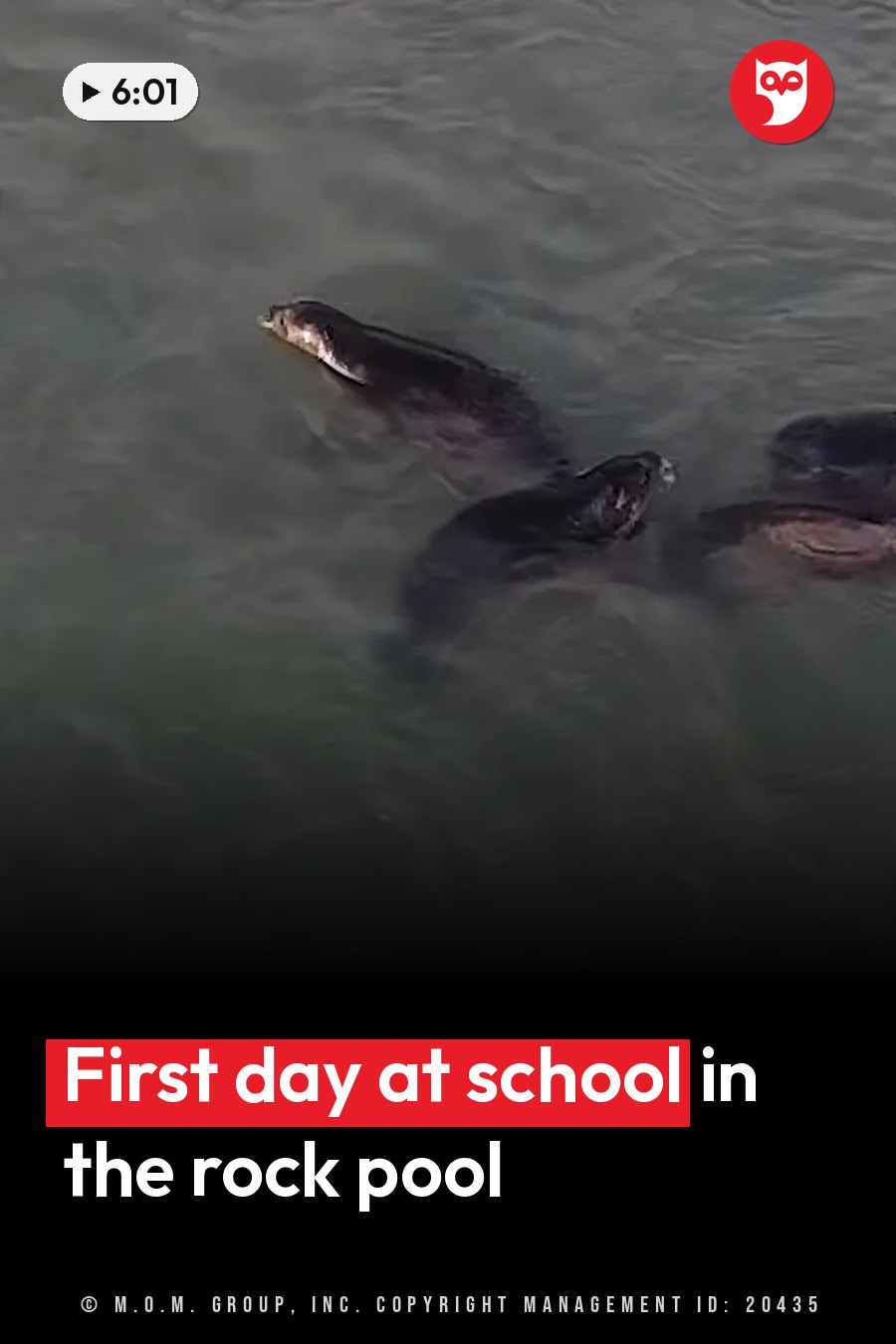 Three dark seals swim near the surface of murky green water. A headline runs in white letters across the lower third.