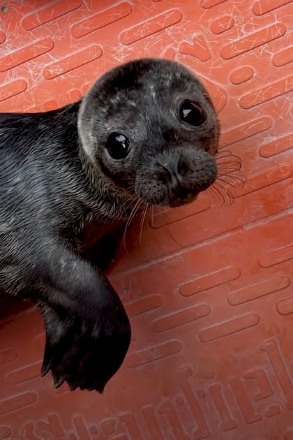 A baby seal with dark fur and small whiskers resting on an orange surface in a facility, possibly for animal care or rehabilitation.