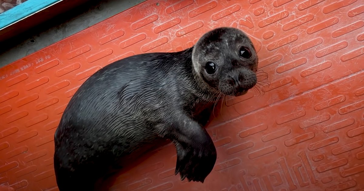 A baby seal with dark fur and small whiskers resting on an orange surface in a facility, possibly for animal care or rehabilitation.