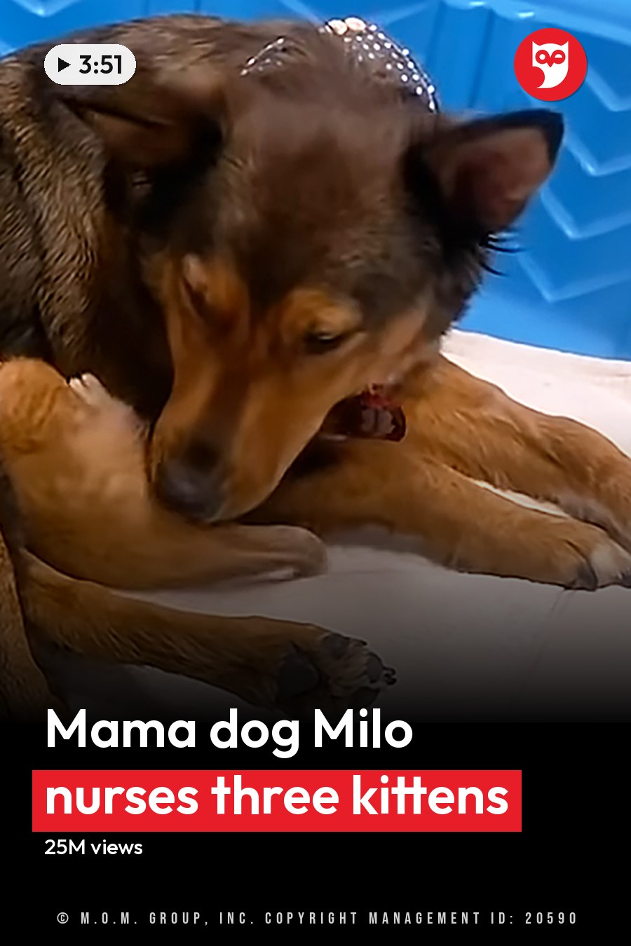 A German Shepherd mix with a young white-furred kitten in an indoor setting, possibly a home environment. The headline runs in white letters across the lower third.