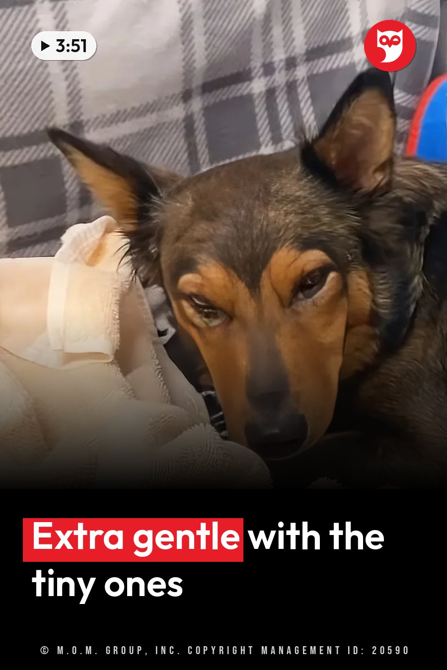 A dog with brown and black fur rests beside a white blanket on a plaid surface, head lowered. A headline runs in white letters across the lower third.