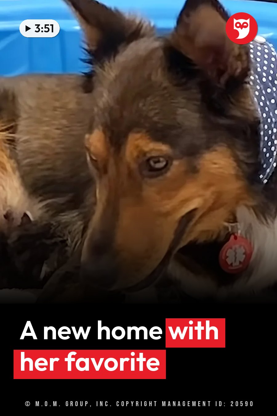 A brown and tan dog with pointed ears rests, wearing a polka-dot bandana and a red tag. A headline runs in white letters across the lower third.