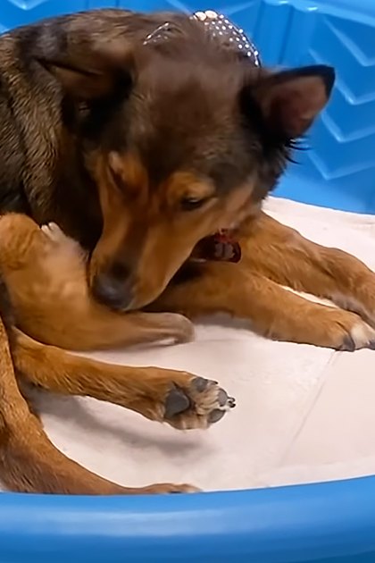 A German Shepherd mix with a young white-furred kitten in an indoor setting, possibly a home environment.