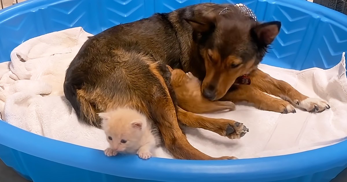 A German Shepherd mix with a young white-furred kitten in an indoor setting, possibly a home environment.