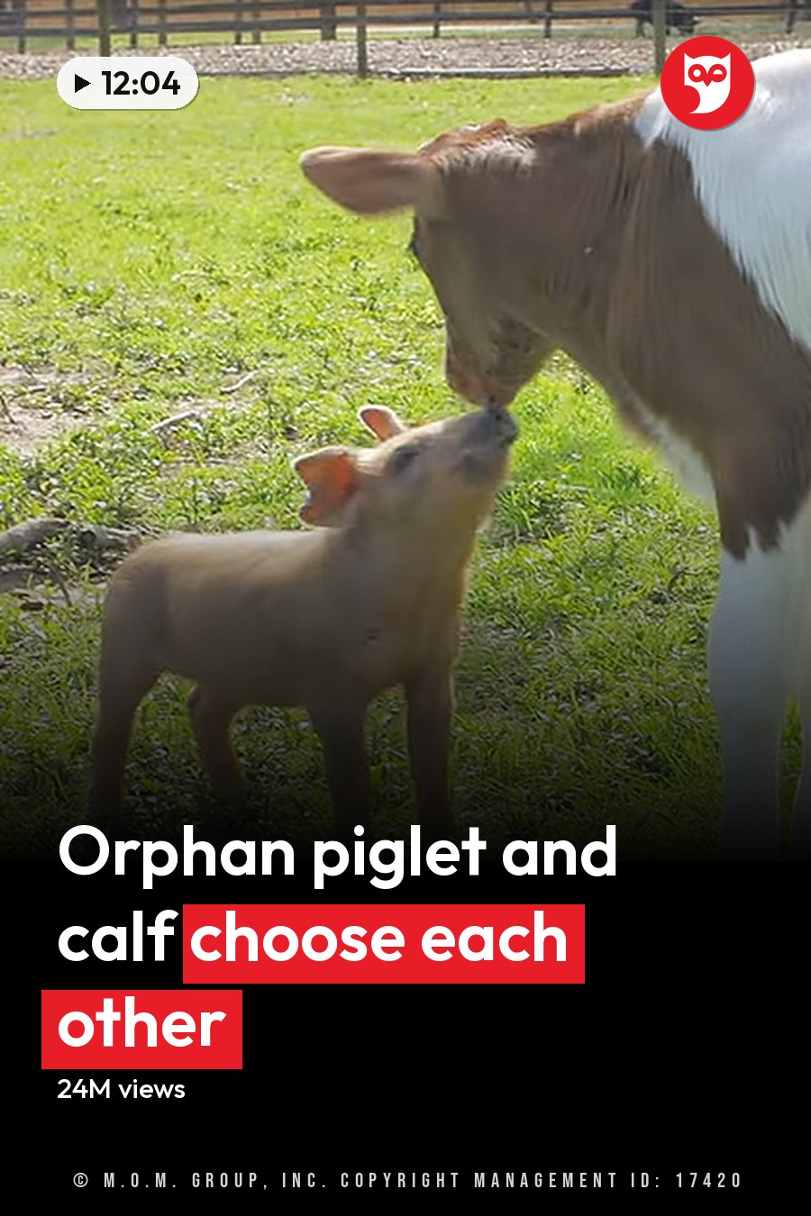 Holstein calf with brown and white markings, juvenile domestic piglet in a grassy outdoor setting with fence and scattered branches. Spring or summer daytime scene. The headline runs in white letters across the lower third.