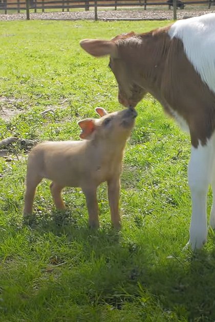 Holstein calf with brown and white markings, juvenile domestic piglet in a grassy outdoor setting with fence and scattered branches. Spring or summer daytime scene.