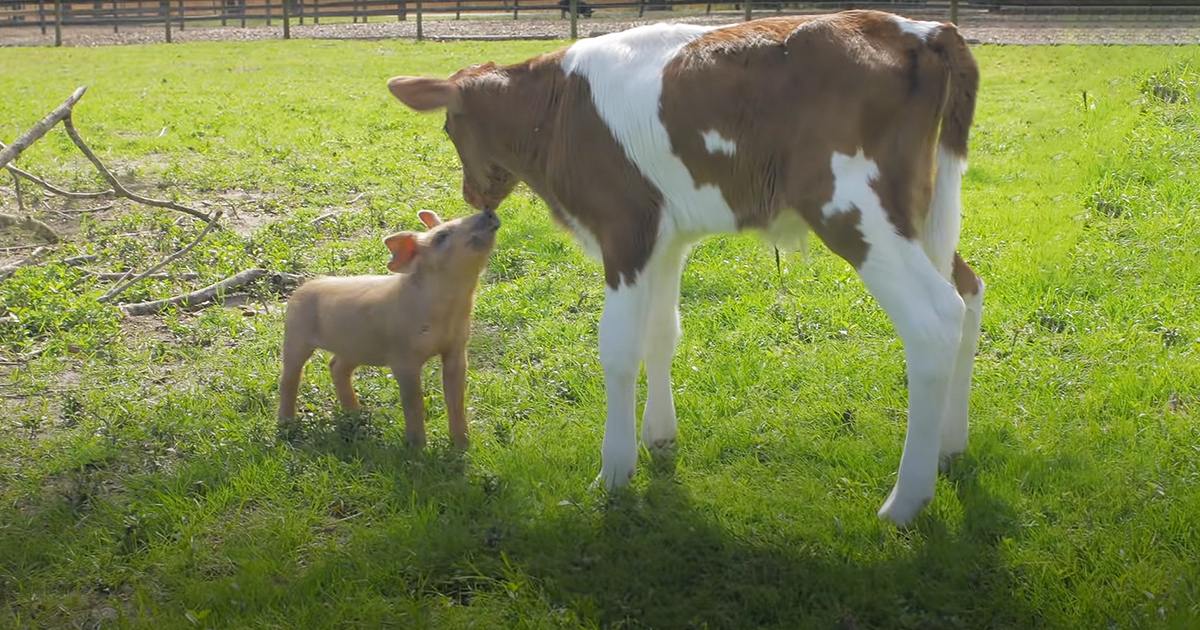 Holstein calf with brown and white markings, juvenile domestic piglet in a grassy outdoor setting with fence and scattered branches. Spring or summer daytime scene.