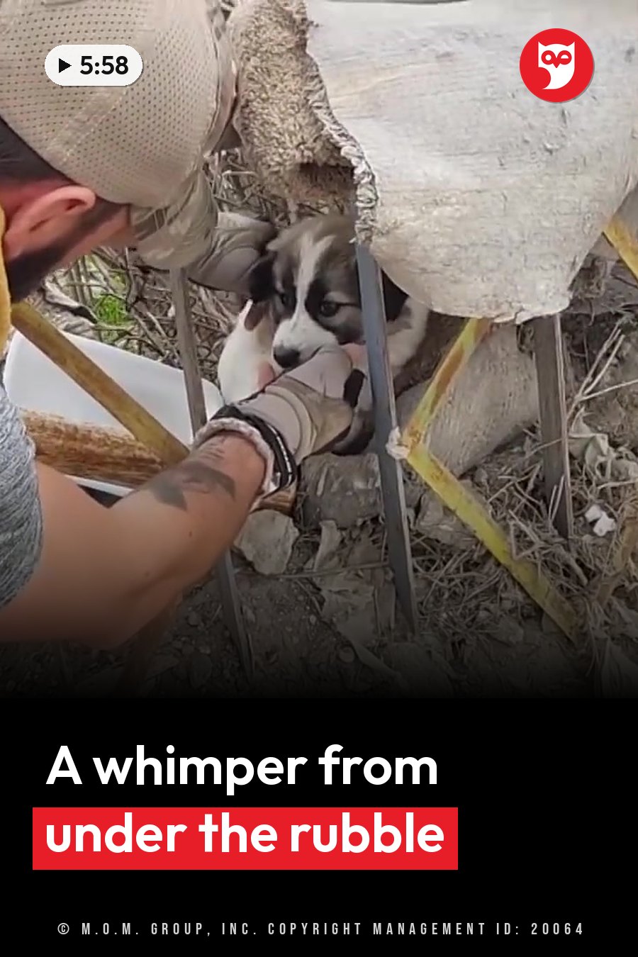 A person in gloves gently holds a small puppy trapped under debris and a broken structure. A headline runs in white letters across the lower third.