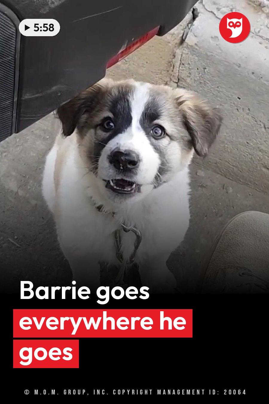 A small dog with white fur and dark patches looks up, wearing a collar and a chain leash, next to a vehicle. A headline runs in white letters across the lower third.