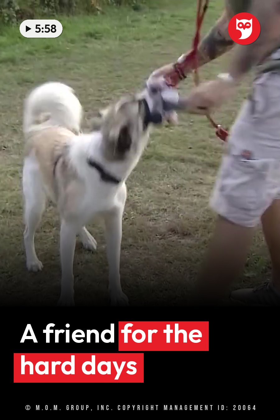 A person holds a red rope toy near a white and tan dog standing on grass. A headline runs in white letters across the lower third.